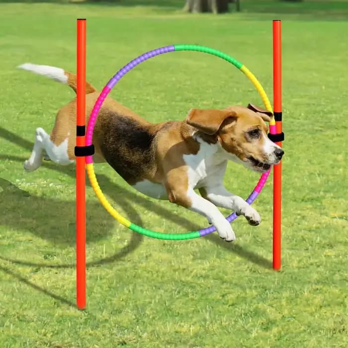 Équipement d'entraînement d'agilité pour chien, outil de saut portable pour chien, jeu de course en plein air, poteau de sport, ensemble d'équipement d'agilité pour animaux de compagnie