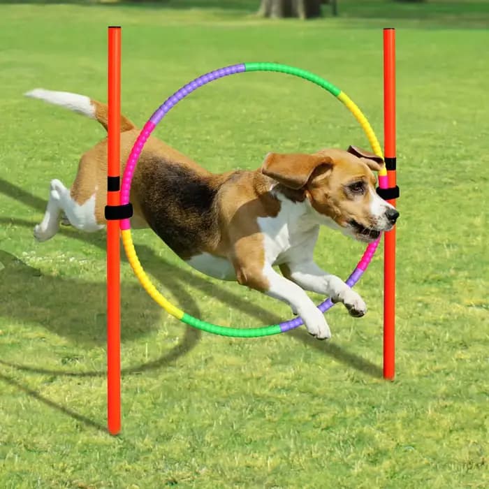 Équipement d'entraînement à l'agilité pour chien, outil de saut Portable pour chiens en plein air, piquet de course, piquets de sport, ensemble d'équipement d'agilité pour animaux de compagnie