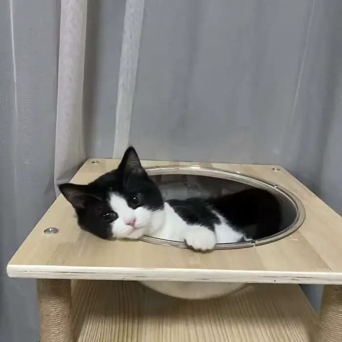 Arbre à chat pour chats d'intérieur, structure d'escalade en bois de pin massif, poteau à gratter en corde de sisal naturelle, mobilier pour chat peu encombrant