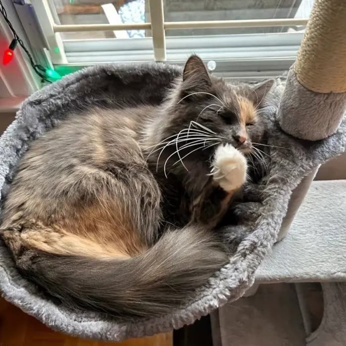 1 hamac DIY pour arbre à chat, lit pour chat en peluche épaisse double couche, accessoire spécial pour arbre à chat, panier et couchage confortables pour chat, respirant